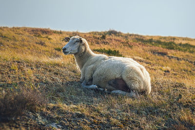Side view of an animal on field