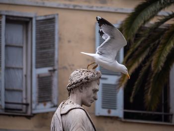 Seagull flying against building