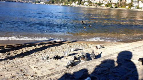 High angle view of birds on beach