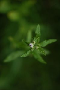 Close-up of flowers