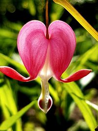 Close-up of pink flower blooming outdoors