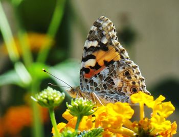 Close-up of butterfly pollinating on yellow flower