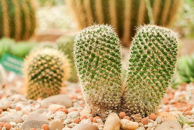 Close-up of succulent plant