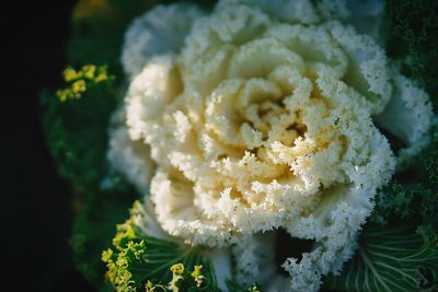 Close-up of flowers against blurred background