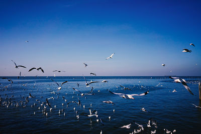 Seagulls flying over sea against sky