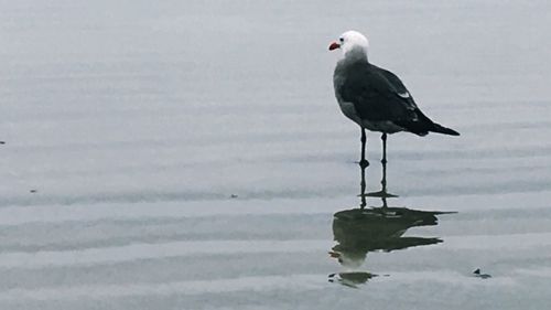 Seagull perching on snow against lake