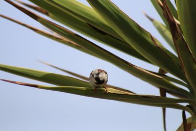 Low angle view of insect on plant against sky