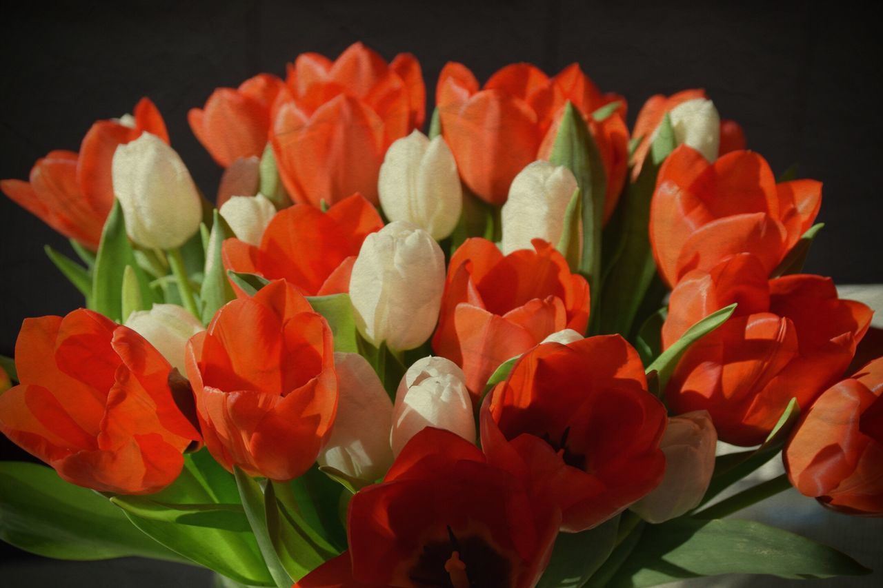 flower, petal, freshness, fragility, flower head, beauty in nature, growth, red, blooming, nature, orange color, tulip, plant, close-up, in bloom, no people, blossom, leaf, outdoors, botany