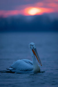 Close-up of pelican