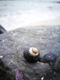 Close-up of snail on sea shore