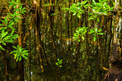 Close-up of bamboo trees in forest