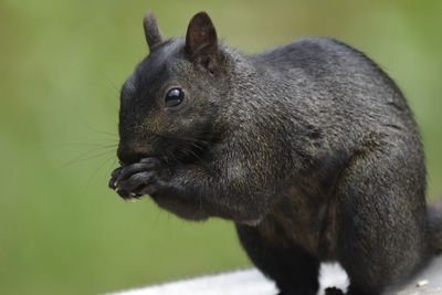 Close-up of squirrel eating