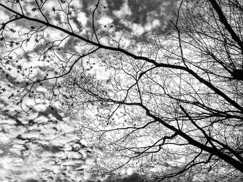 Low angle view of bare tree against sky