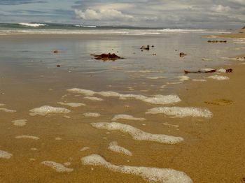 View of ducks on beach