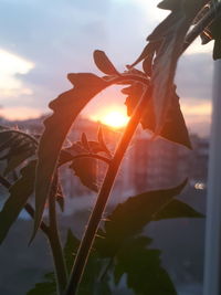 Close-up of leaves against sun during sunset