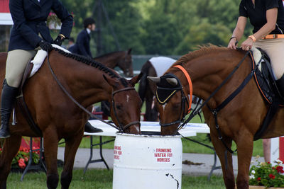 Jockeys sitting on brown horses drinking water from barrel