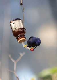 Close-up of bell hanging on clothesline against sky