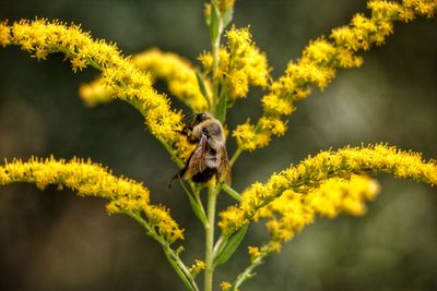 Close-up of lizard on yellow flower