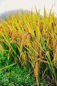Close-up of plants growing on field