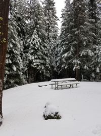 Snow covered trees against sky