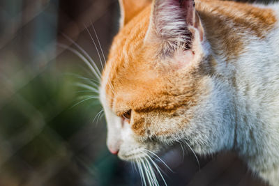 Close-up of cat