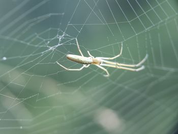 Close-up of spider on web