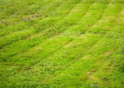 Full frame shot of green field