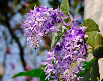 Close-up of purple flowering plant