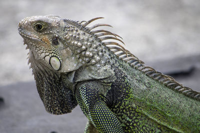 Close-up of lizard