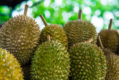 Closeup of durian fruits at a fruit stall in malaysia.