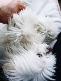 Close-up of a dog