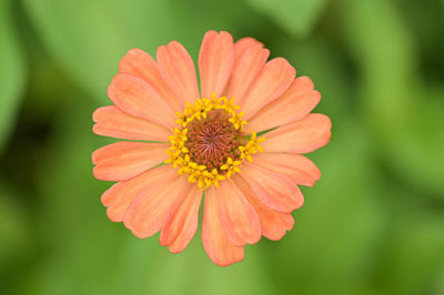Zinnia flowers, tropical flowers, colorful flowers, close-up flowers.