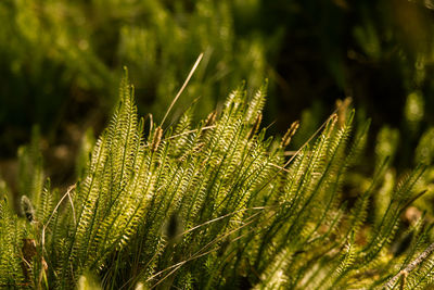 Close-up of fern leaves