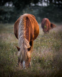 Horse standing on field