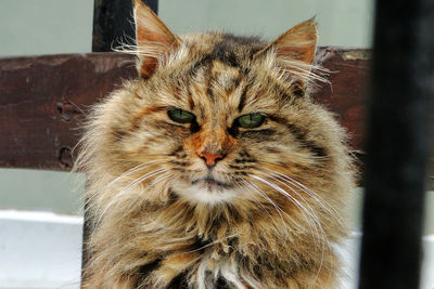 Close-up portrait of cat