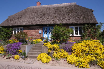 Yellow flowers growing in front of building