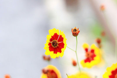 Close-up of butterfly pollinating on yellow flower