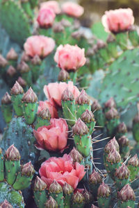 Close-up of pink flowering plants