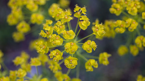 Close-up of yellow flowering plant on field