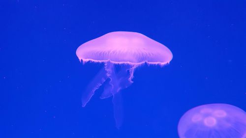 Close-up of jellyfish against blue background