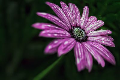 Close-up of purple flower blooming outdoors