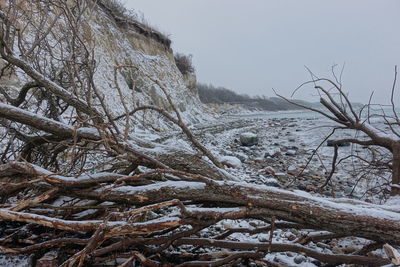 Bare trees on snow covered land against sky