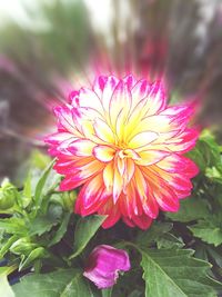 Close-up of pink flower