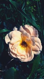 Close-up of honey bee on flower blooming outdoors