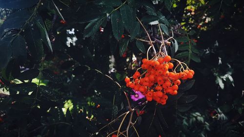 Close-up of orange fruit on tree