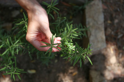 Close-up of hand holding plant