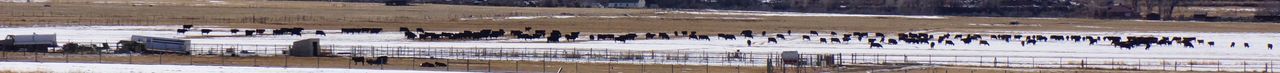 Panoramic view of frozen field