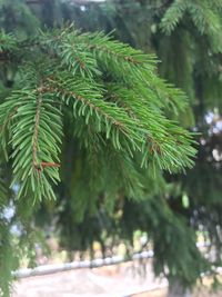 Close-up of pine tree branch