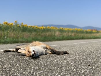 View of an animal lying on road