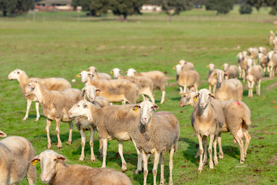 View of sheep on field